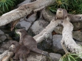 Otters