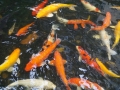 Fish Pond